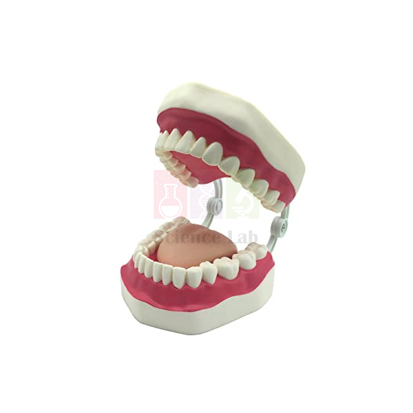 Human Oral Hygiene Model